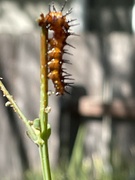 28th Aug 2023 - Gulf Fritillary Caterpillar