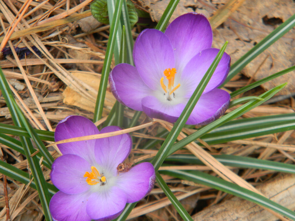 Purple Crocus Flowers  by sfeldphotos