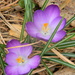 Purple Crocus Flowers  by sfeldphotos