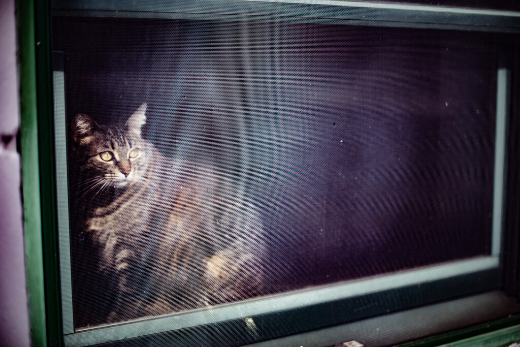 Cat in a Window by tosee