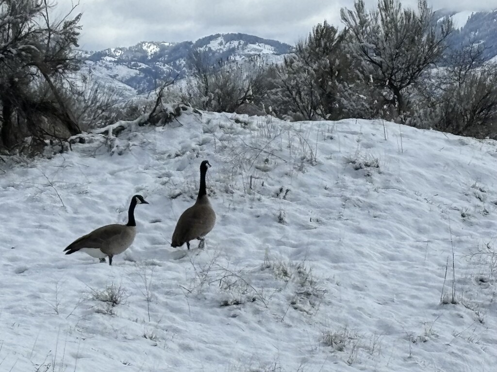 Snow Geese? by pirish