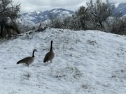 4th Mar 2024 - Snow Geese?