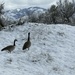Snow Geese? by pirish