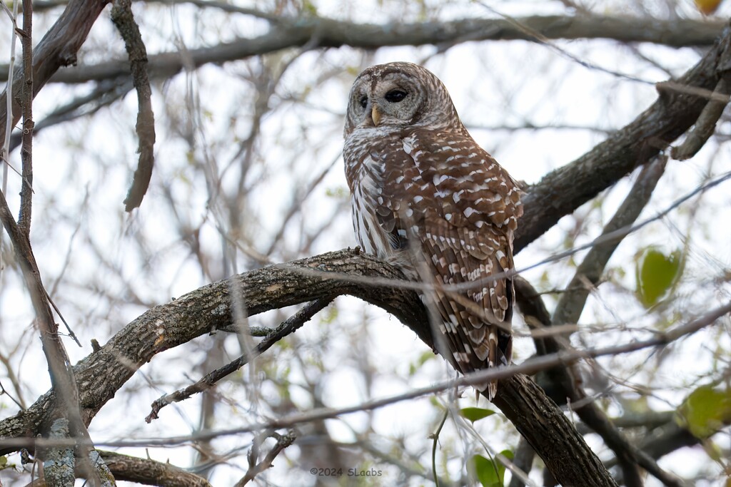 Barred owl by slaabs
