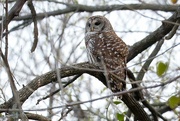 4th Mar 2024 - Barred owl