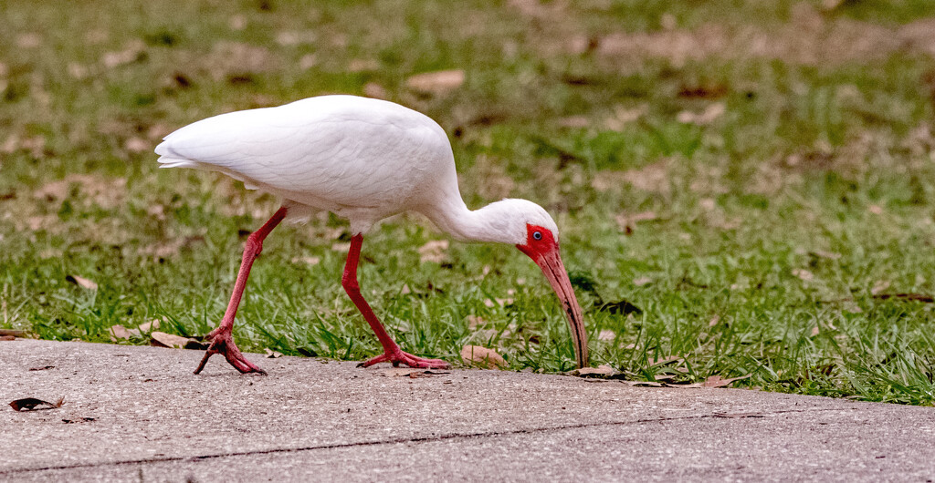 Ibis on the Prowl! by rickster549