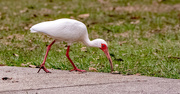 4th Mar 2024 - Ibis on the Prowl!