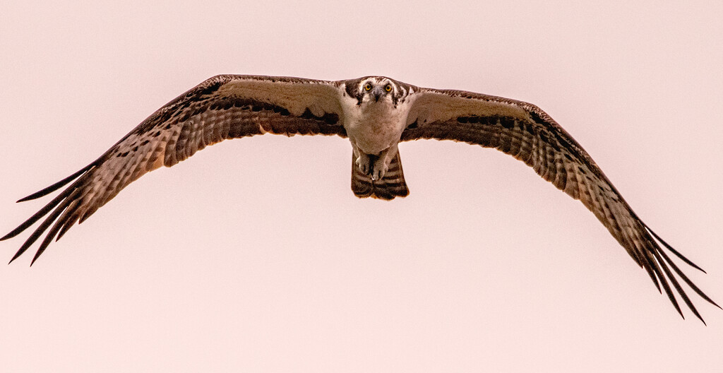 Osprey Coming at Me! by rickster549