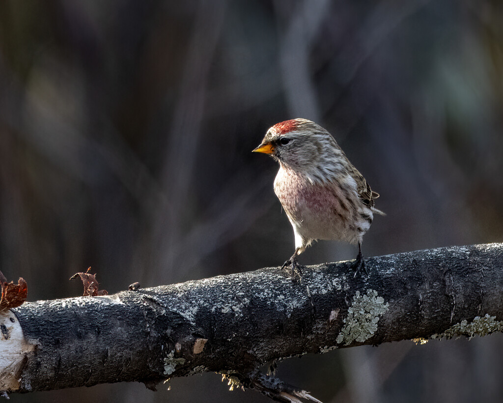 Common Redpoll by cwbill