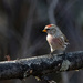 Common Redpoll by cwbill