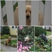 Animals in my Neighborhood by allie912