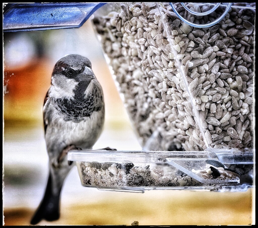 Well Hello Fancy little House Sparrow by eahopp