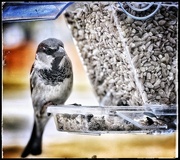 4th Mar 2024 - Well Hello Fancy little House Sparrow
