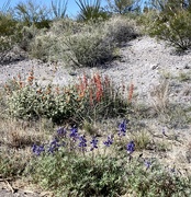 4th Mar 2024 - Sonoran spring