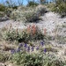 Sonoran spring by jgcapizzi