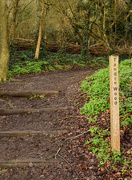 4th Mar 2024 - If you go down  to the woods today