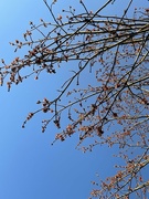 1st Mar 2024 - Spring Blue Skies