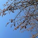 Spring Blue Skies by homeschoolmom