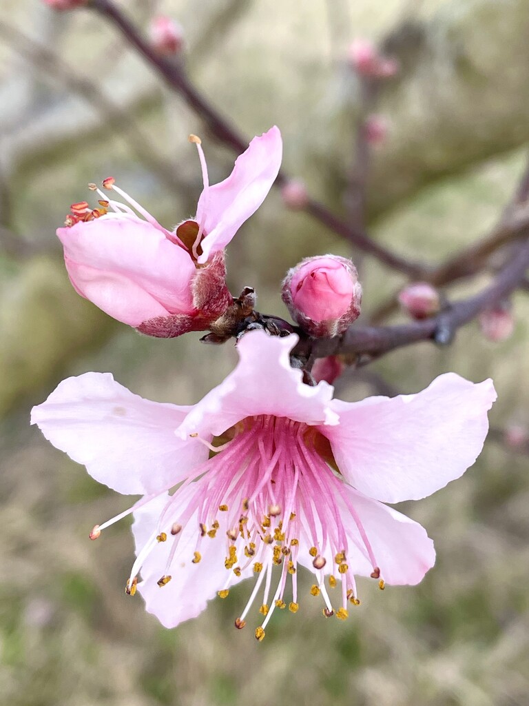 Pink Peach Blossoms by homeschoolmom