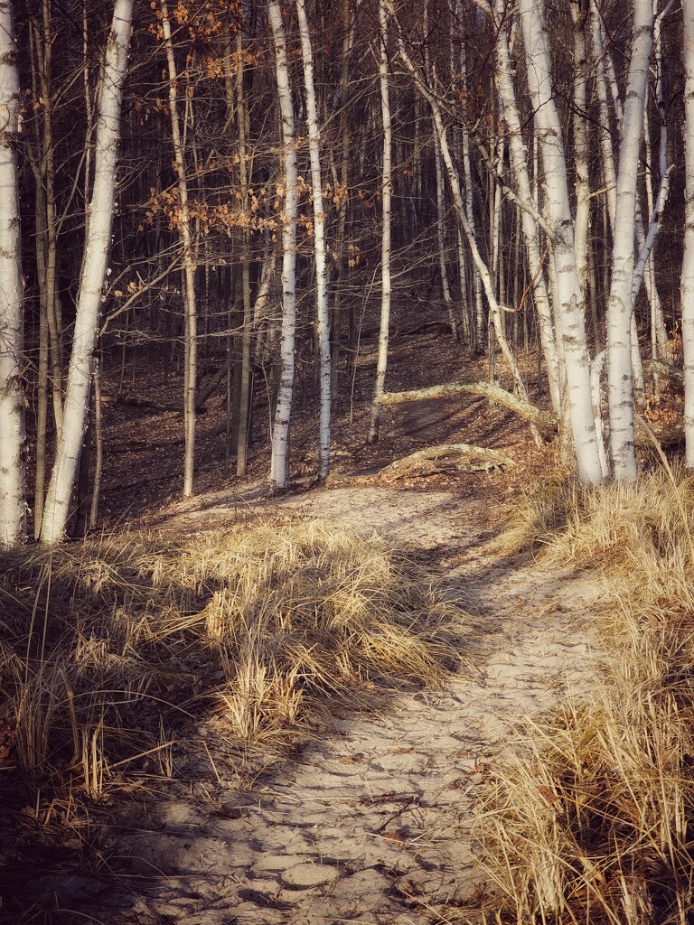 the Path by edorreandresen