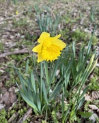 4th Mar 2024 - Spring Has Sprung