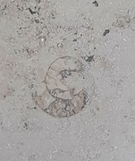 5th Mar 2024 - Ammonite