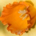 LHG_6952 Orange Center of a Daff by rontu