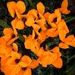 Orange Cyclamen by shutterbug49