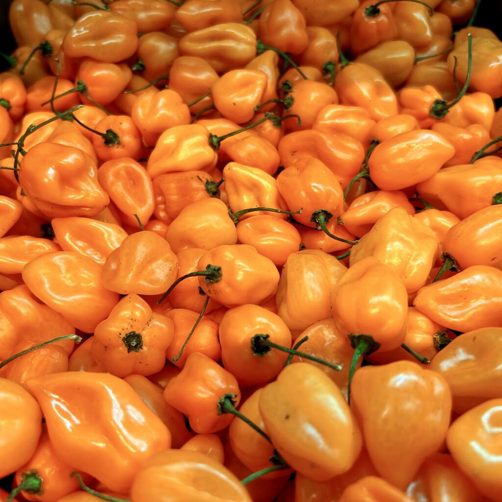 Spicy, Orange Habanero Chillies by merrelyn