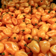 5th Mar 2024 - Spicy, Orange Habanero Chillies