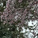 Spring Cherry Blossoms 
