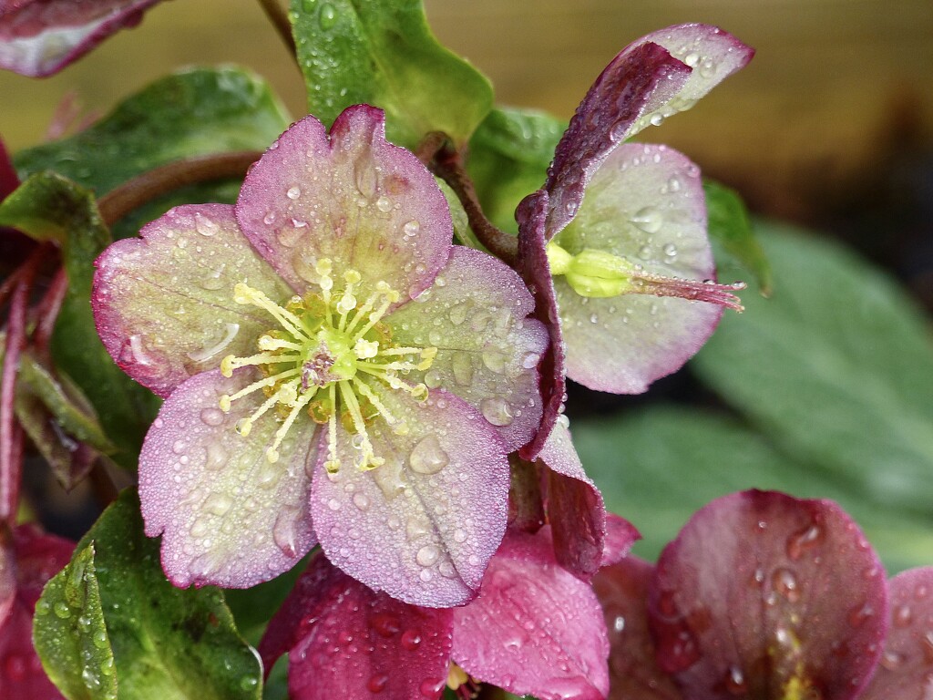Hellebore and Raindrops by susiemc