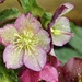 Hellebore and Raindrops by susiemc