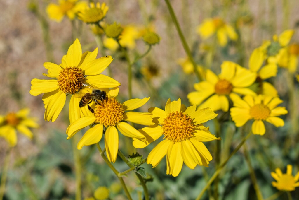 3 4 Brittlebush flowers and bee by sandlily