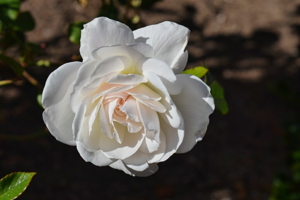 3 4 Palest blush rose by sandlily