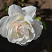 3 4 Palest blush rose by sandlily