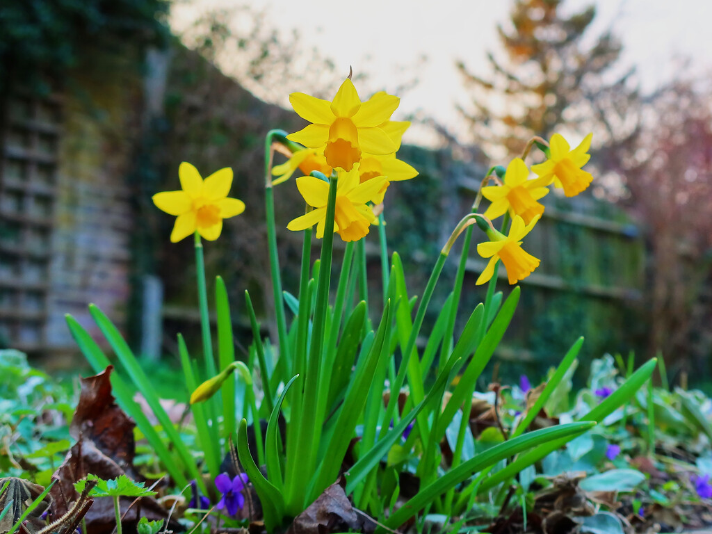 Spring has sprung...... by neil_ge