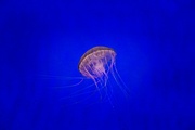 5th Mar 2024 - Jelly Fish 