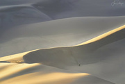 5th Mar 2024 - Dune Walker 