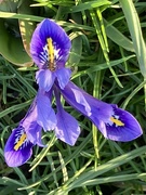5th Mar 2024 - Iris Flower