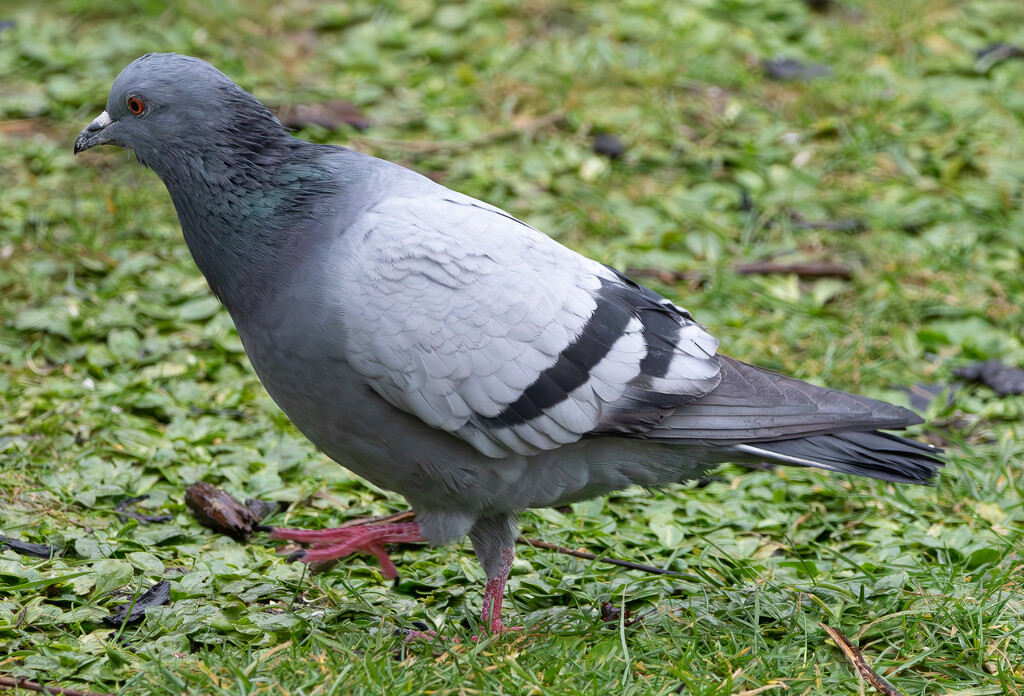 Rock Dove by lifeat60degrees
