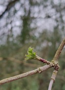 20th Feb 2024 - Signs of spring