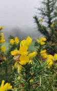 21st Feb 2024 - Gorse and mist