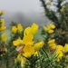 Gorse and mist by roachling
