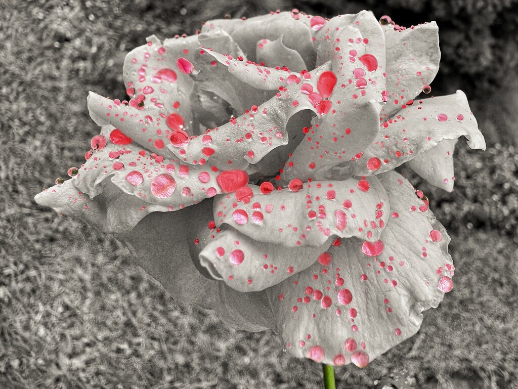 Raindrops on Roses… by jnewbio