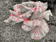 5th Mar 2024 - Raindrops on Roses…