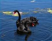 6th Mar 2024 - Black Swans ~