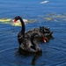 Black Swans ~ by happysnaps