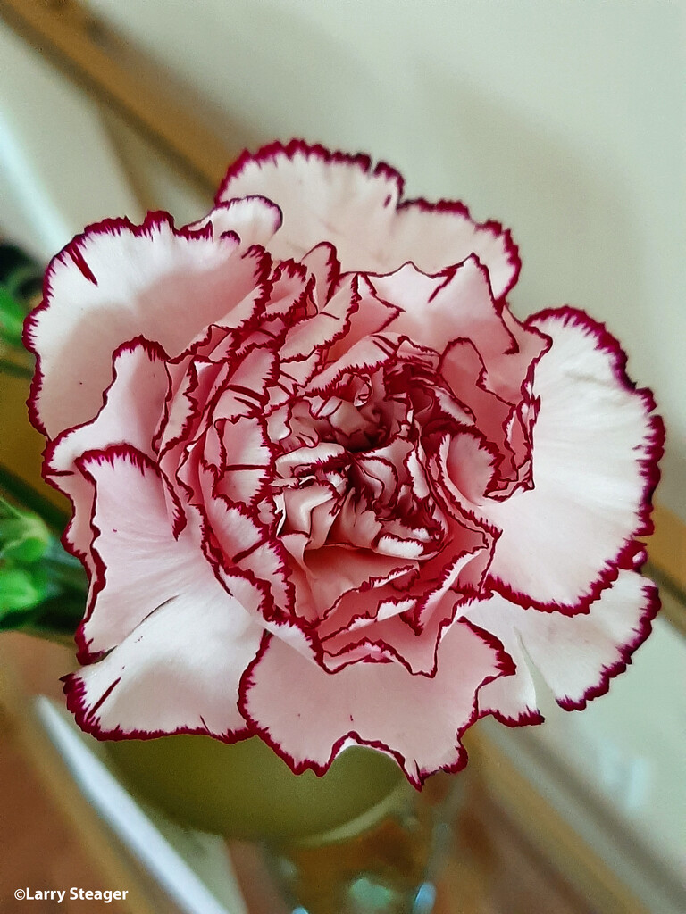 Purple and white carnation by larrysphotos