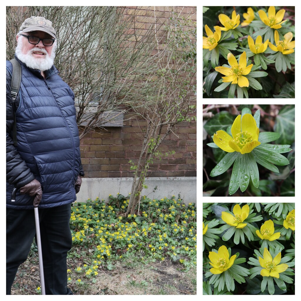 My Aconites by 365projectorgheatherb